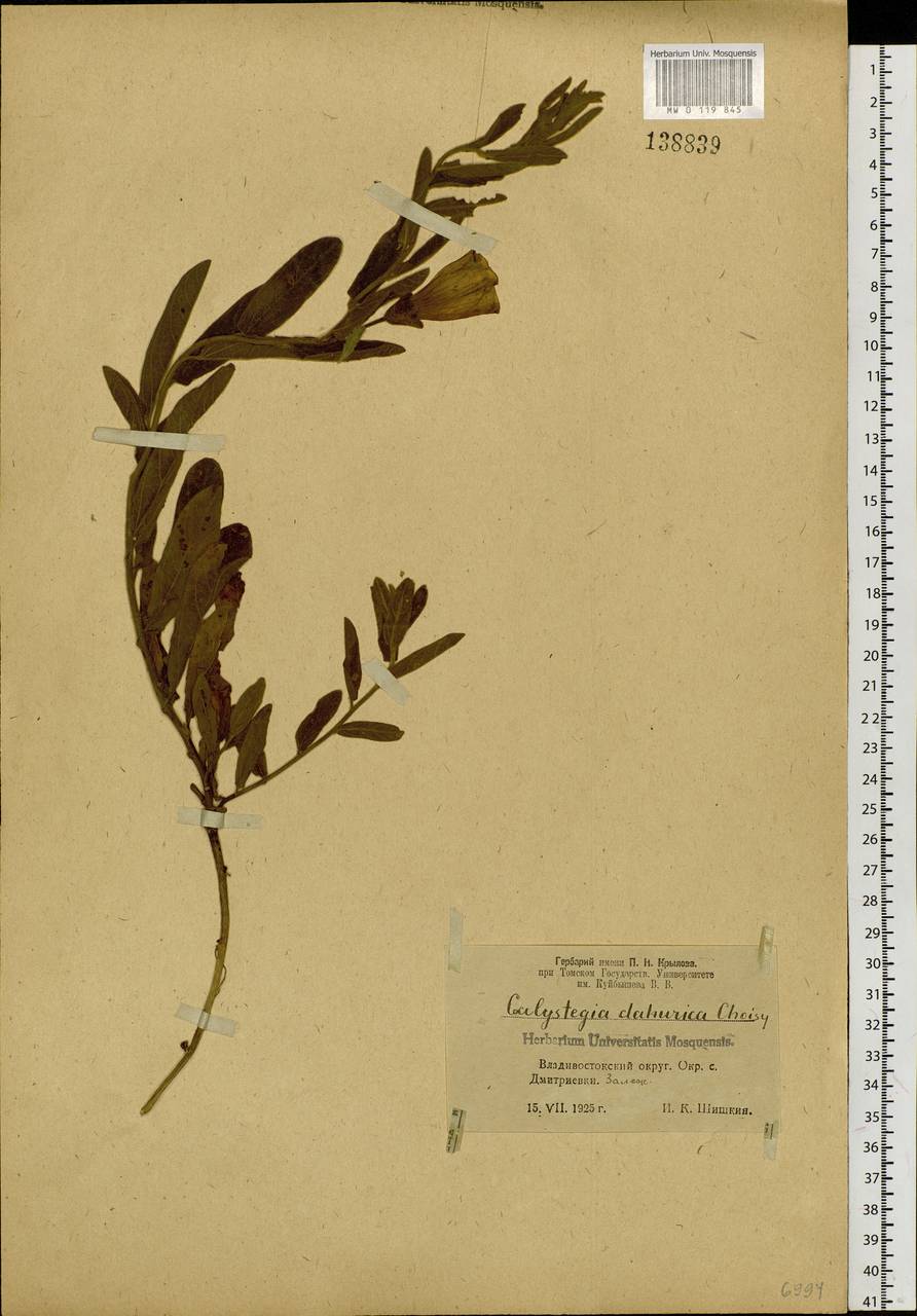 Calystegia pellita subsp. pellita, Сибирь, Дальний Восток (S6) (Россия)