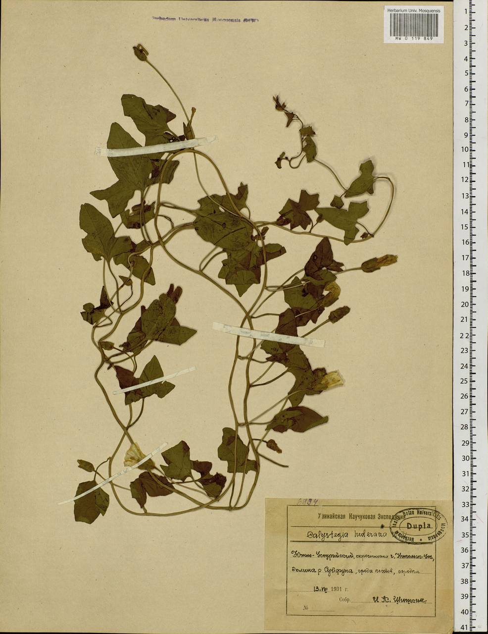 Calystegia pellita subsp. pellita, Сибирь, Дальний Восток (S6) (Россия)