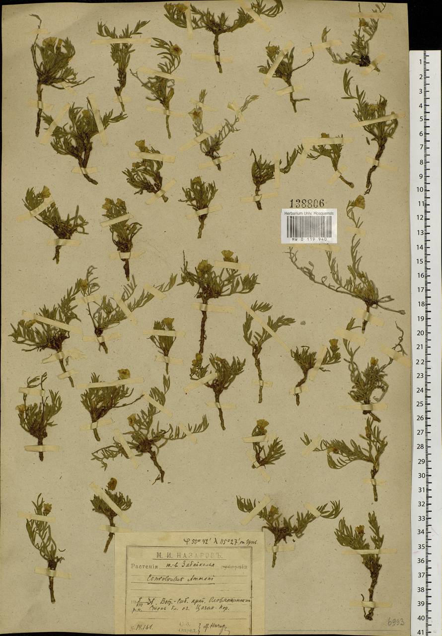 Вьюнок Аммана Desr., Сибирь, Прибайкалье и Забайкалье (S4) (Россия)
