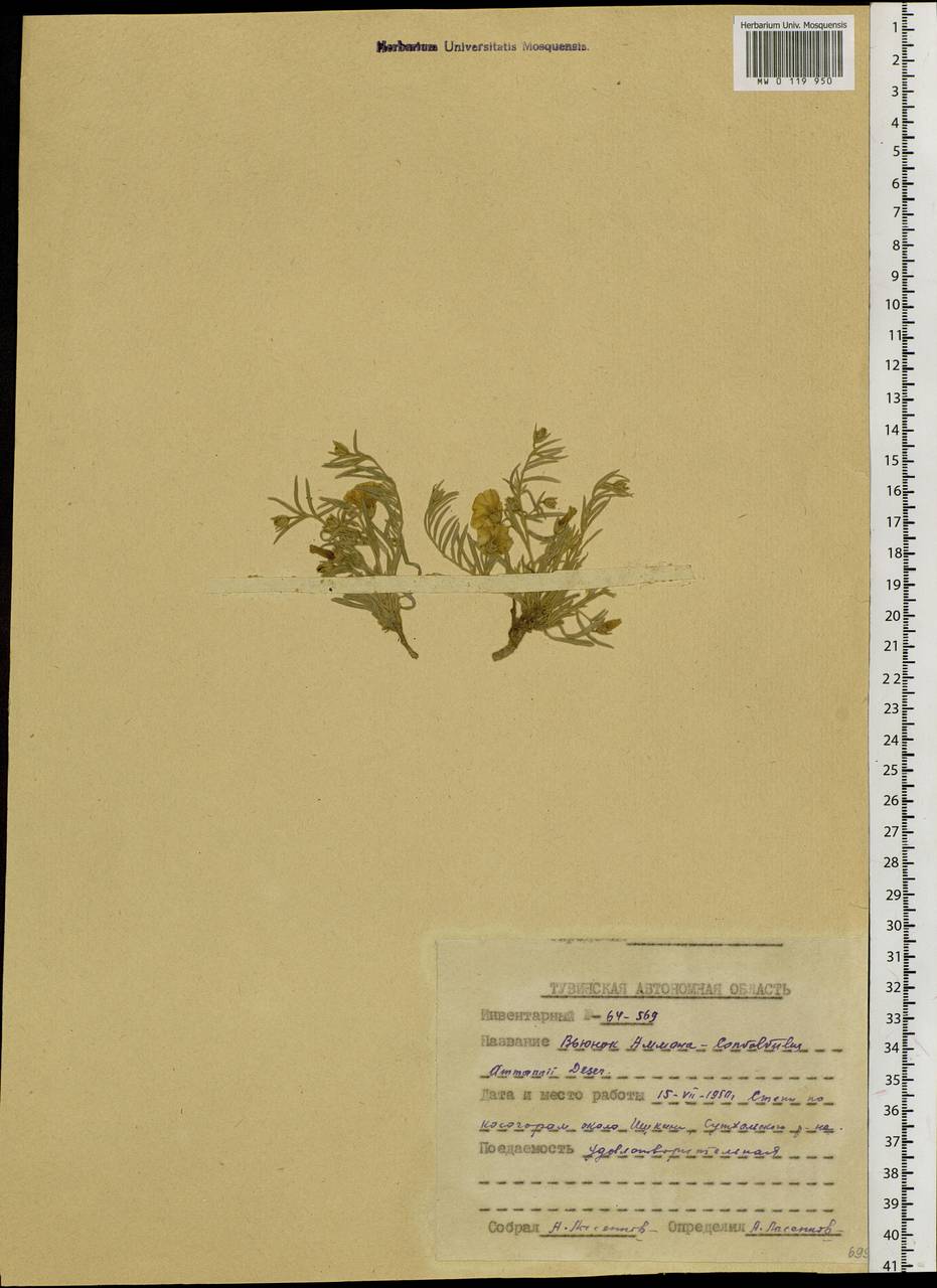 Вьюнок Аммана Desr., Сибирь, Алтай и Саяны (S2) (Россия)