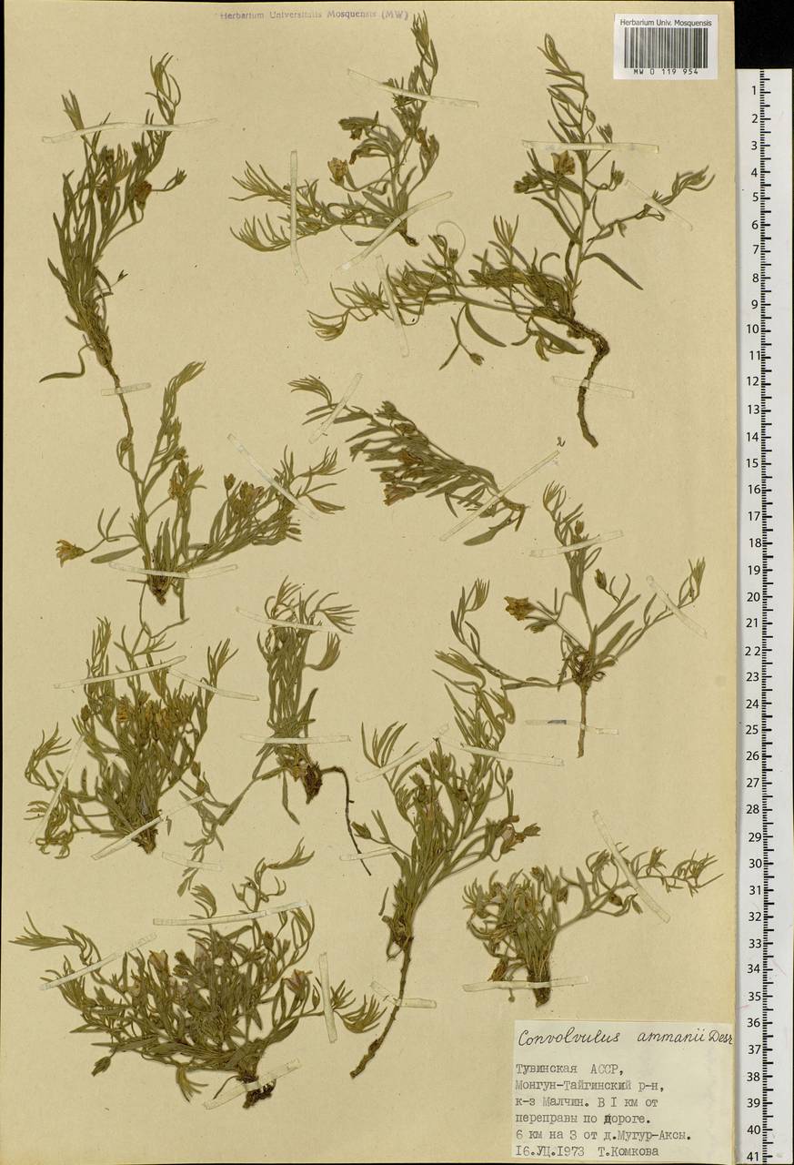 Вьюнок Аммана Desr., Сибирь, Алтай и Саяны (S2) (Россия)