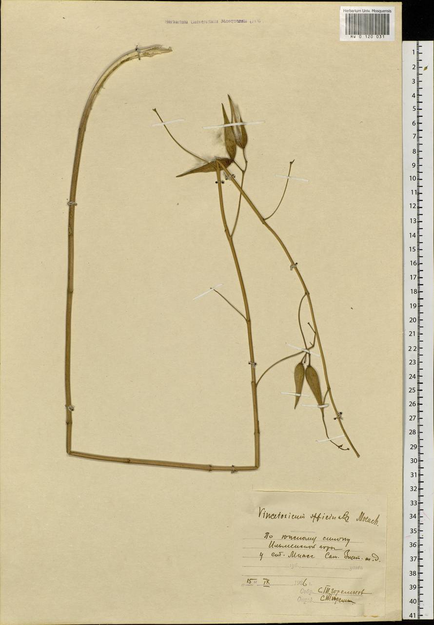 Vincetoxicum hirundinaria subsp. stepposum (Pobed.) Markgr., Восточная Европа, Восточный район (E10) (Россия)