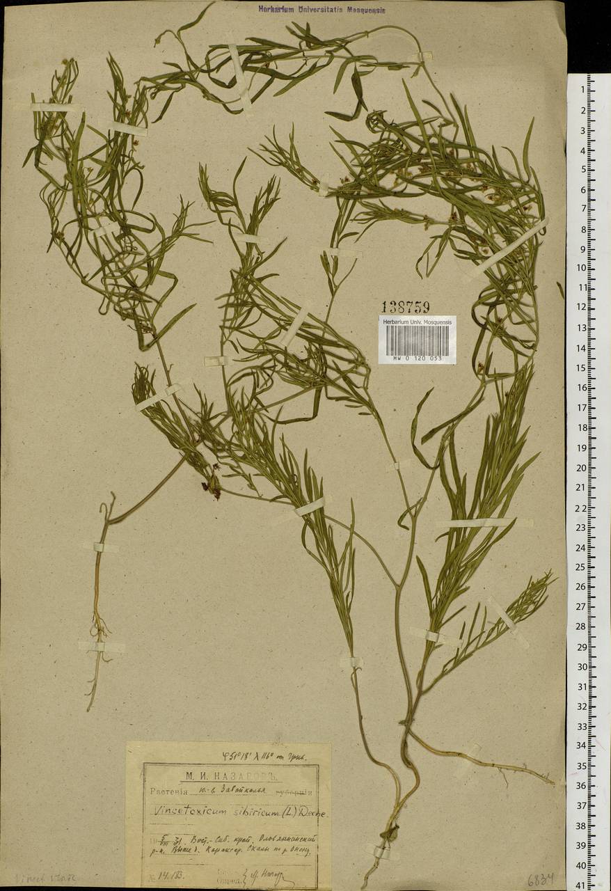 Цинанхум ленцовый, Ластовень сибирский (Freyn) K. Schum., Сибирь, Прибайкалье и Забайкалье (S4) (Россия)
