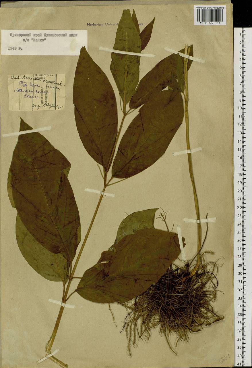 Cynanchum ascyrifolium (Franch. & Sav.) Matsum., Сибирь, Дальний Восток (S6) (Россия)