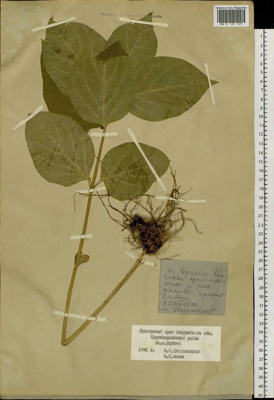 Cynanchum ascyrifolium (Franch. & Sav.) Matsum., Сибирь, Дальний Восток (S6) (Россия)