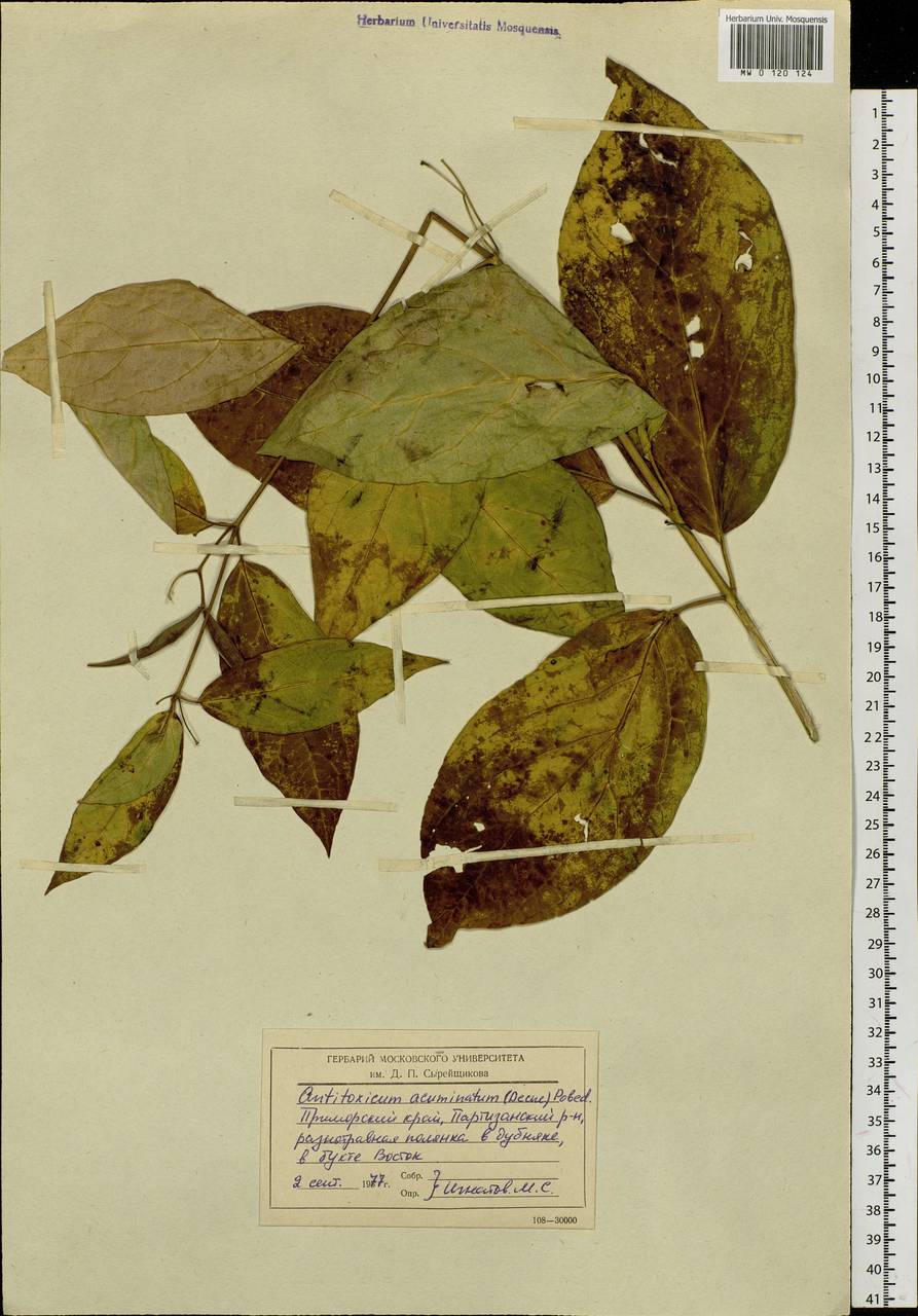 Cynanchum ascyrifolium (Franch. & Sav.) Matsum., Сибирь, Дальний Восток (S6) (Россия)