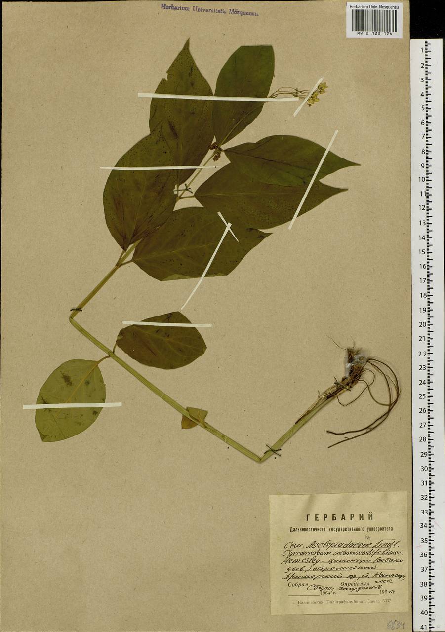 Cynanchum ascyrifolium (Franch. & Sav.) Matsum., Сибирь, Дальний Восток (S6) (Россия)