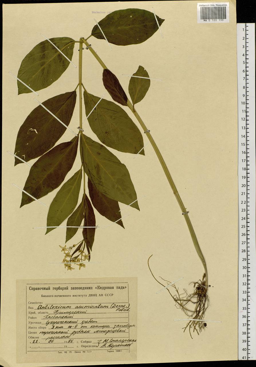 Cynanchum ascyrifolium (Franch. & Sav.) Matsum., Сибирь, Дальний Восток (S6) (Россия)
