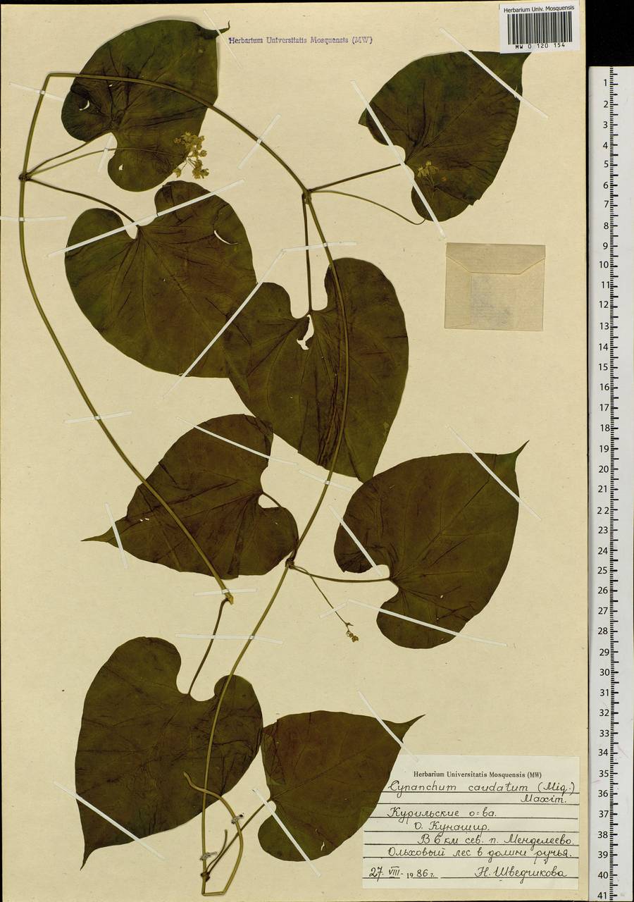 Orthosia guilleminiana (Decne.) Liede & Meve, Сибирь, Дальний Восток (S6) (Россия)