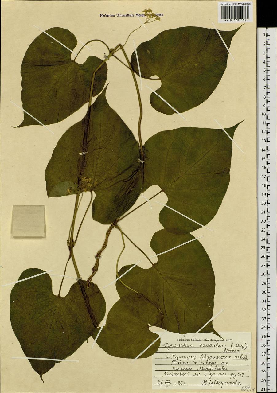 Orthosia guilleminiana (Decne.) Liede & Meve, Сибирь, Дальний Восток (S6) (Россия)