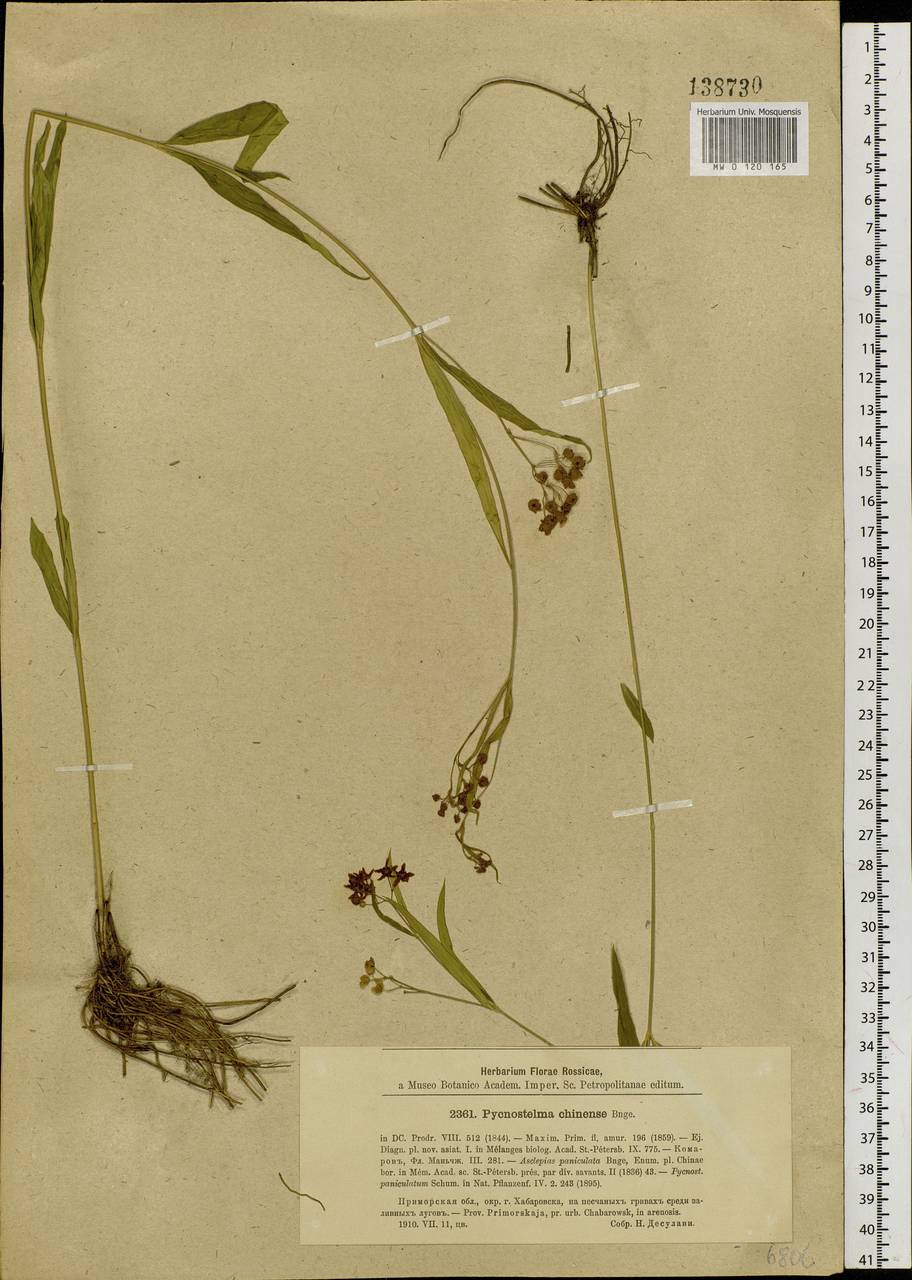 Vincetoxicum changqinianum P. T. Li, Сибирь, Дальний Восток (S6) (Россия)