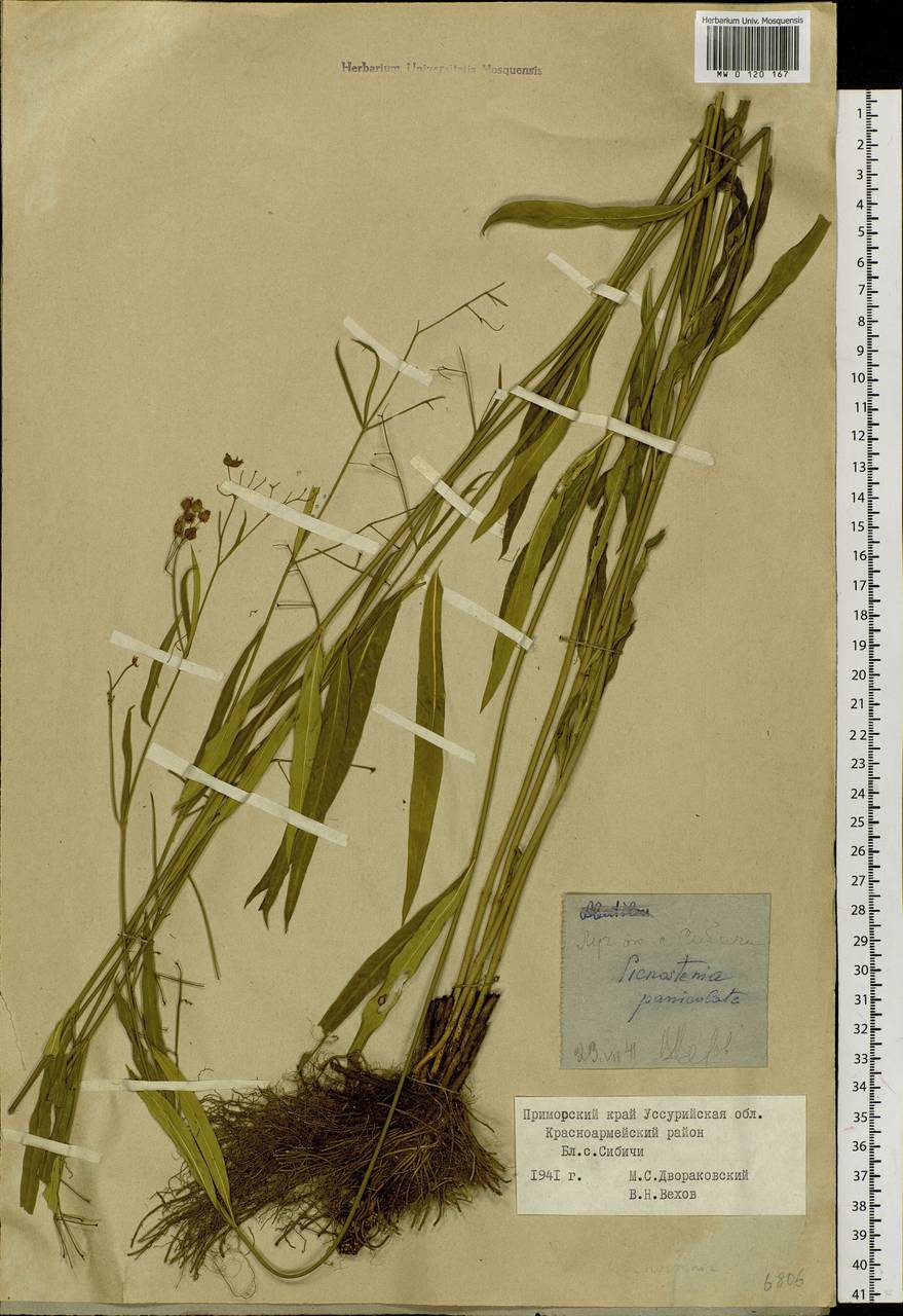 Vincetoxicum changqinianum P. T. Li, Сибирь, Дальний Восток (S6) (Россия)