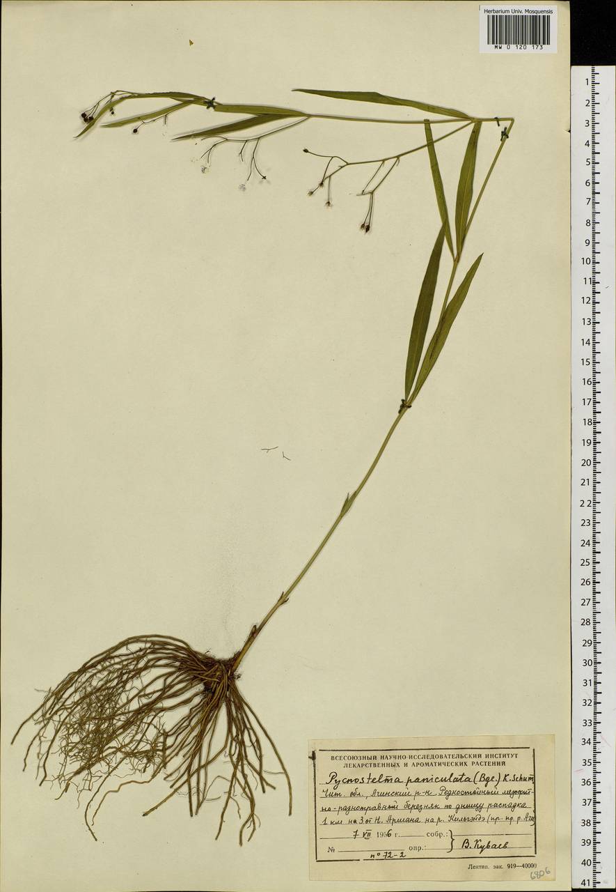 Vincetoxicum changqinianum P. T. Li, Сибирь, Прибайкалье и Забайкалье (S4) (Россия)