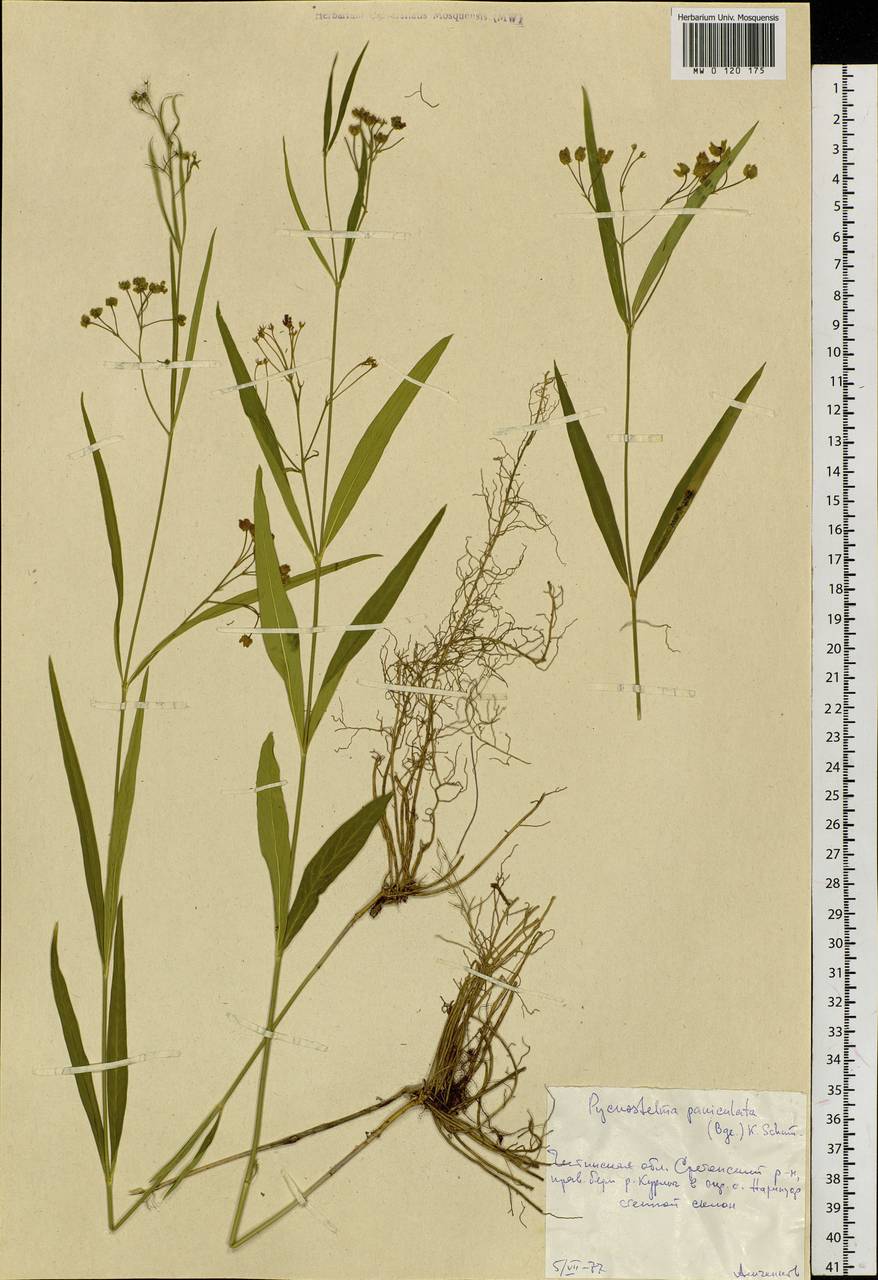 Vincetoxicum changqinianum P. T. Li, Сибирь, Прибайкалье и Забайкалье (S4) (Россия)