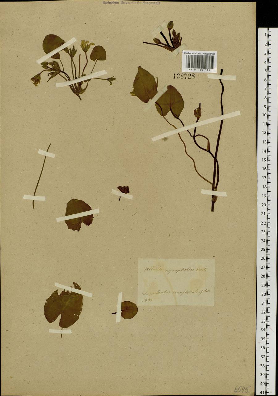 Болотоцветник щитковый (S. G. Gmel.) Kuntze, Сибирь, Прибайкалье и Забайкалье (S4) (Россия)