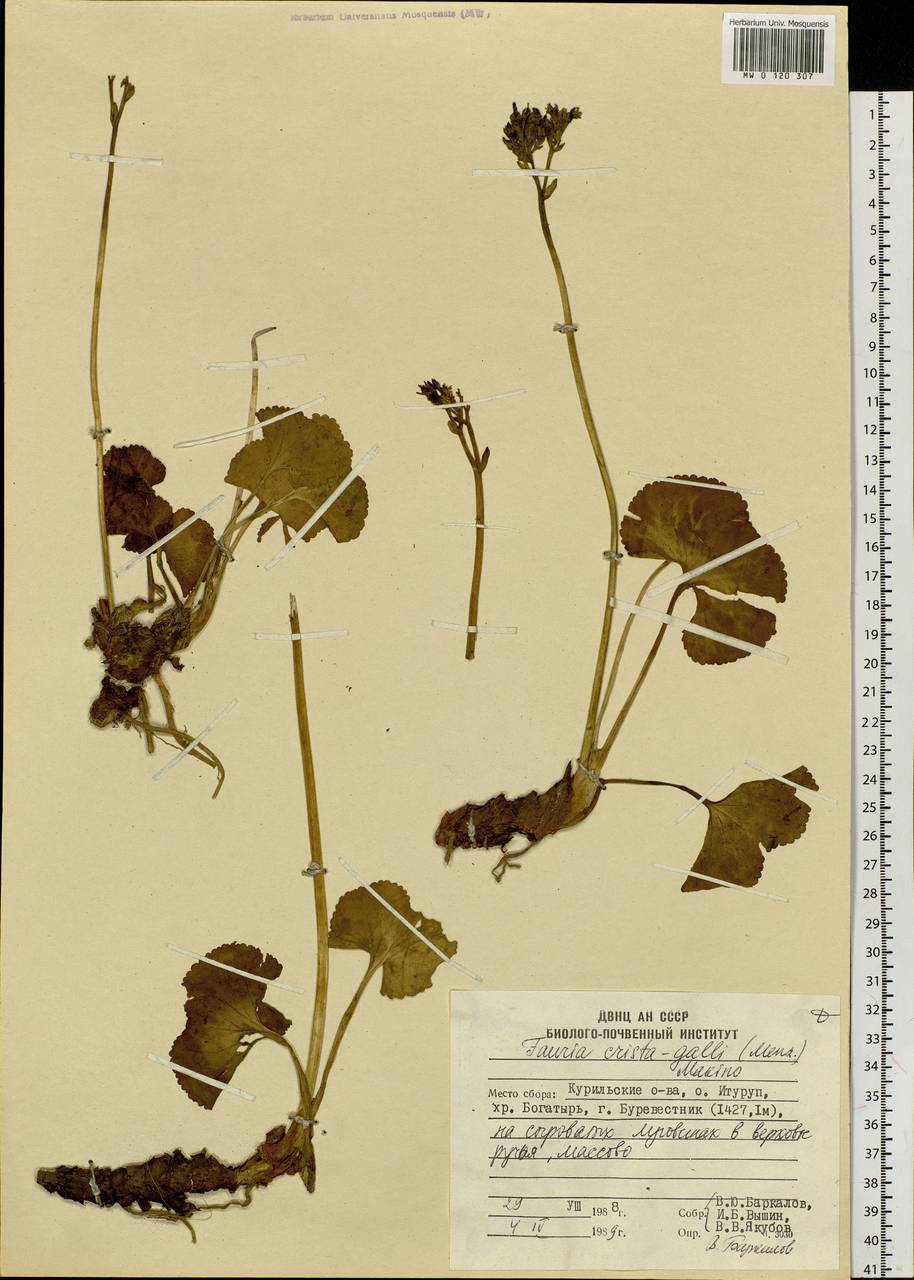 Nephrophyllidium crista-galli subsp. crista-galli, Сибирь, Дальний Восток (S6) (Россия)