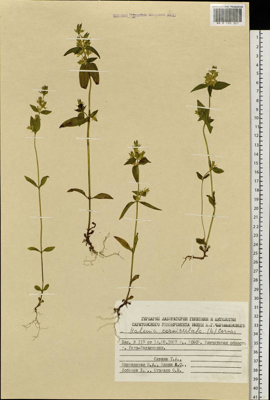 Галения рогатая (L.) Cornaz, Сибирь, Чукотка и Камчатка (S7) (Россия)