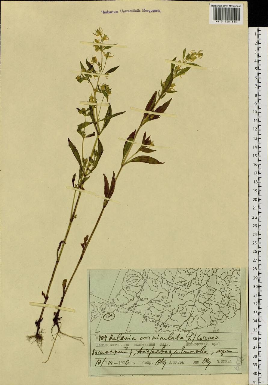Галения рогатая (L.) Cornaz, Сибирь, Дальний Восток (S6) (Россия)
