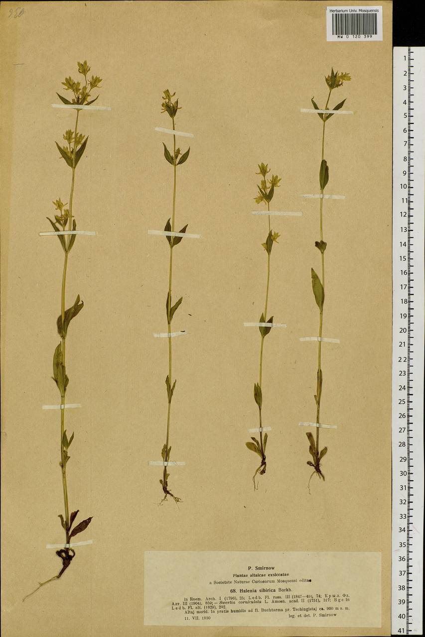 Галения рогатая (L.) Cornaz, Сибирь, Западный (Казахстанский) Алтай (S2a) (Казахстан)