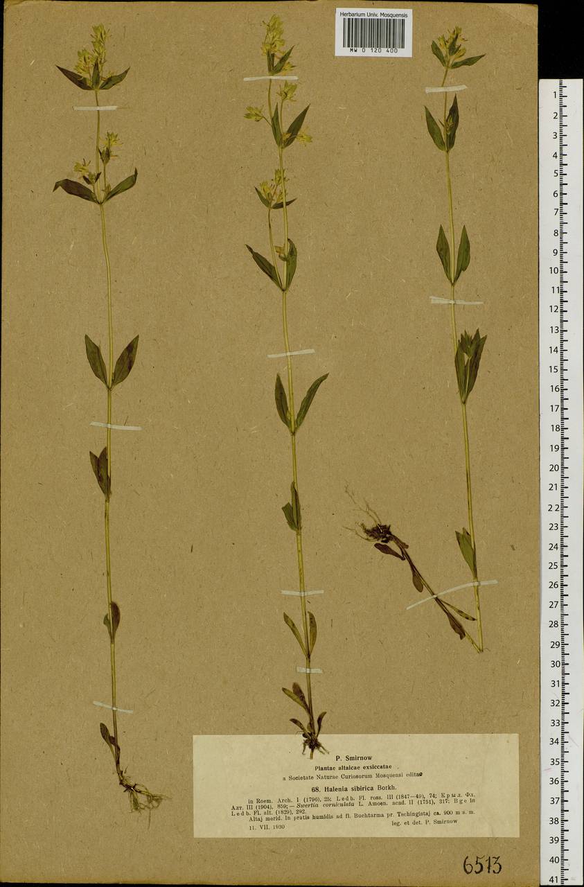 Галения рогатая (L.) Cornaz, Сибирь, Западный (Казахстанский) Алтай (S2a) (Казахстан)