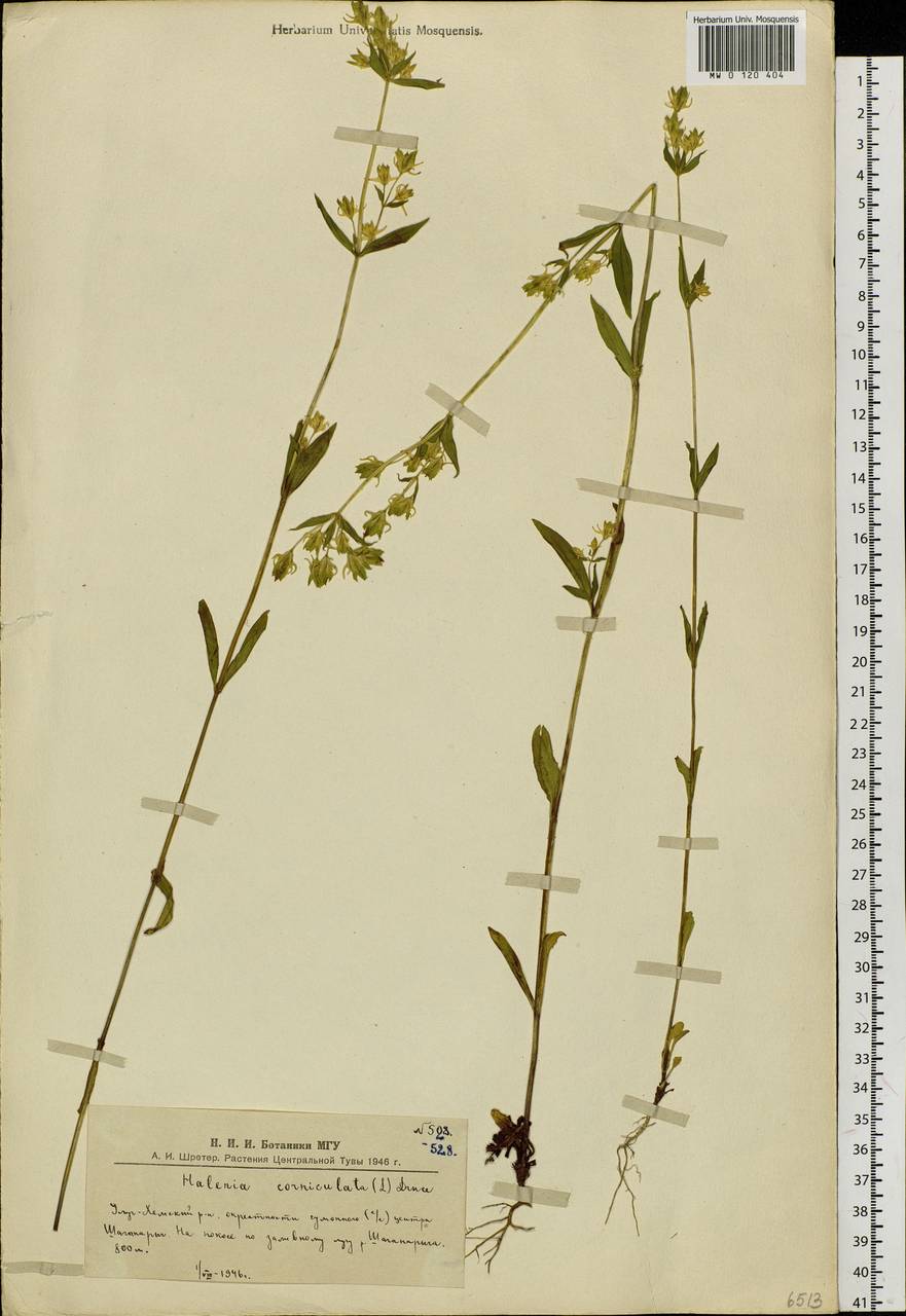 Галения рогатая (L.) Cornaz, Сибирь, Алтай и Саяны (S2) (Россия)