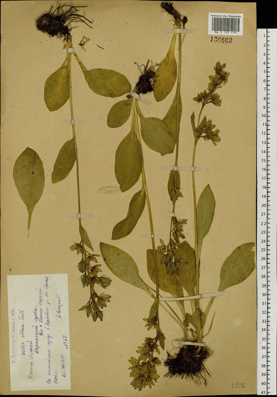 Сверция тупая Ledeb., Сибирь, Западный (Казахстанский) Алтай (S2a) (Казахстан)