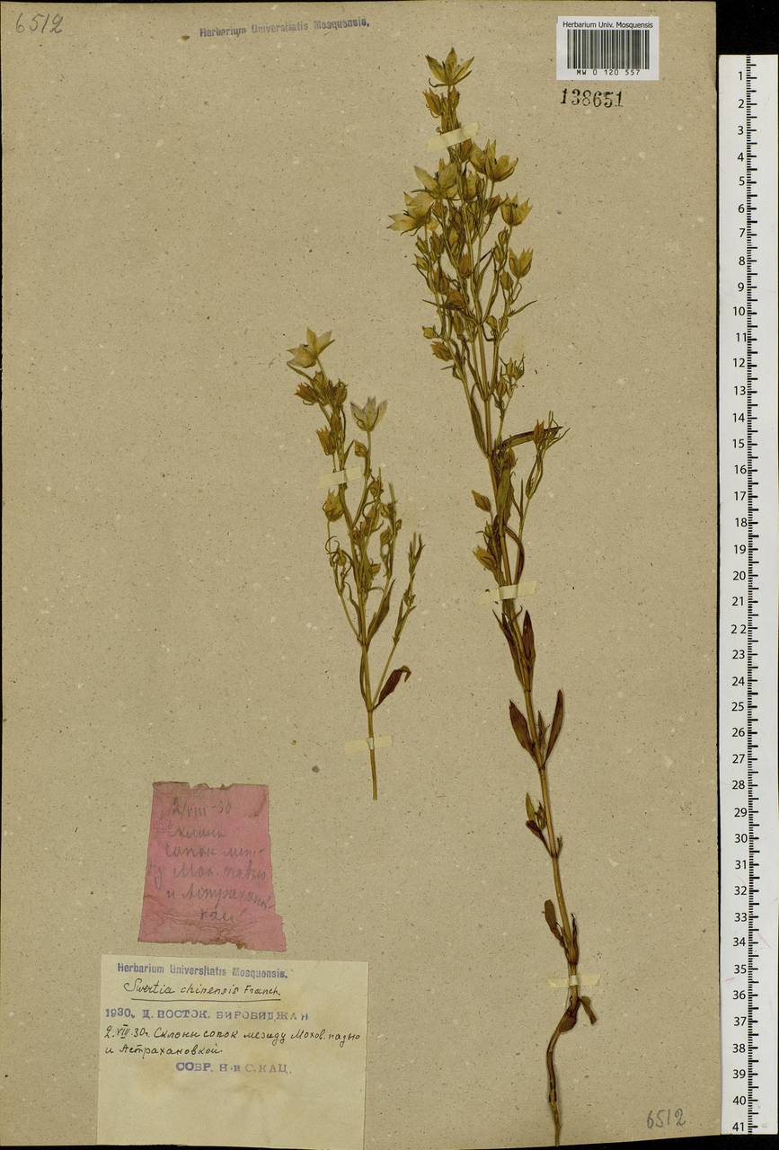 Сверция светлая (Turcz.) Benth. & Hook. fil., Сибирь, Дальний Восток (S6) (Россия)