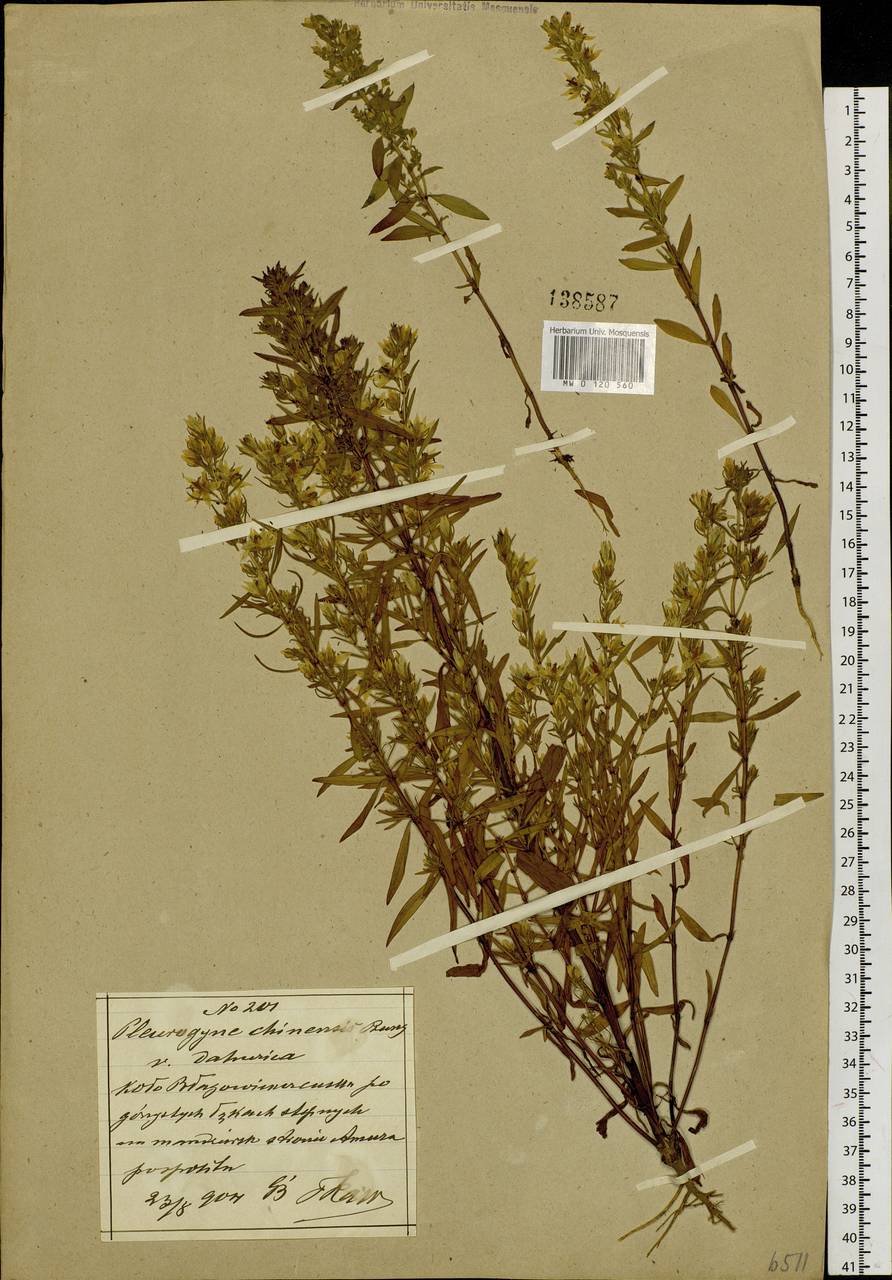 Сверция светлая (Turcz.) Benth. & Hook. fil., Зарубежная Азия (ASIA) (КНР)