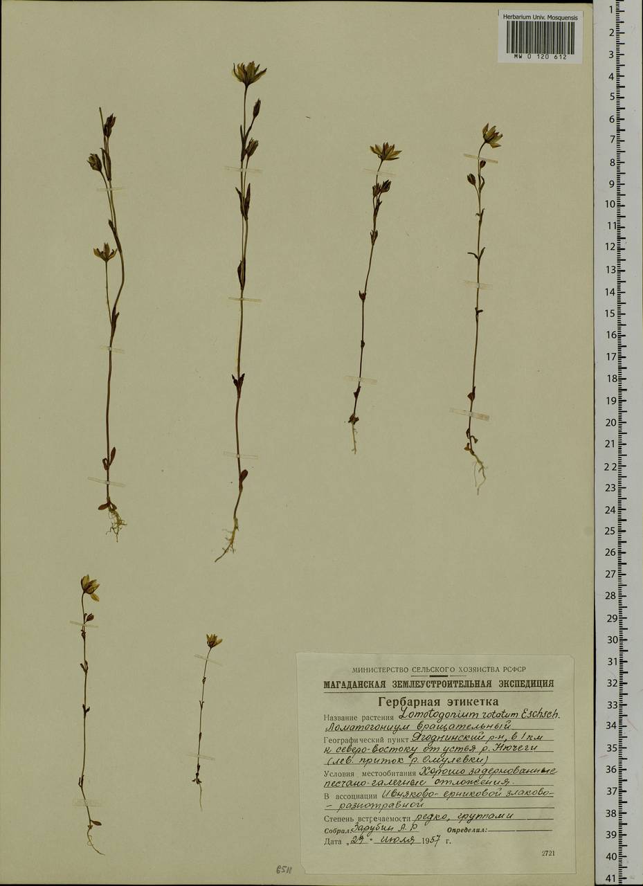 Ломатогониум колесовидный (L.) Fries ex Fern., Сибирь, Чукотка и Камчатка (S7) (Россия)
