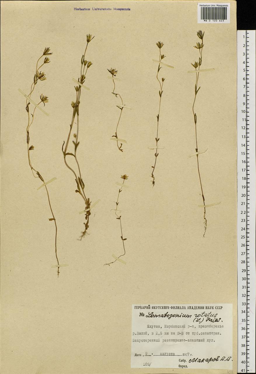 Ломатогониум колесовидный (L.) Fries ex Fern., Сибирь, Якутия (S5) (Россия)