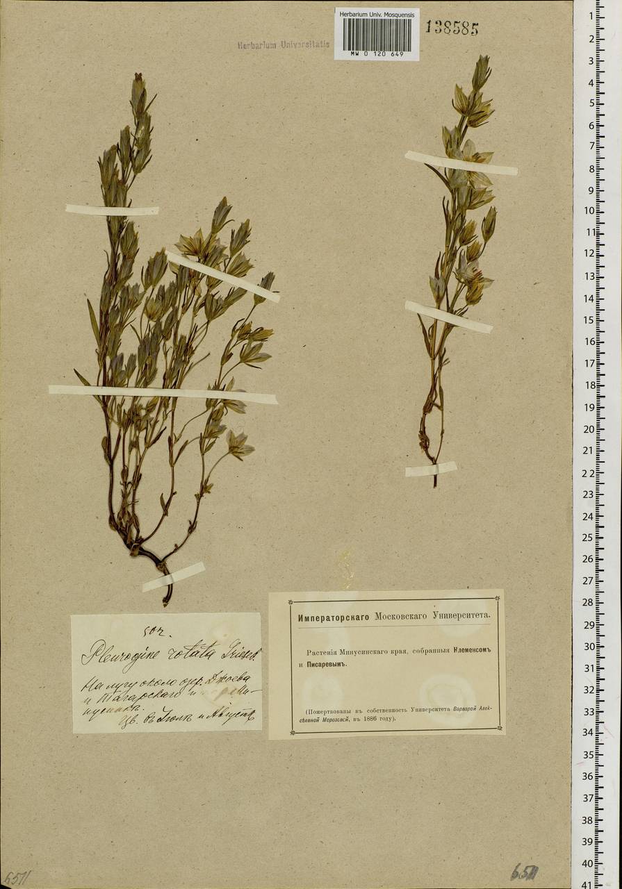 Ломатогониум колесовидный (L.) Fr. ex Fernald, Сибирь, Алтай и Саяны (S2) (Россия)