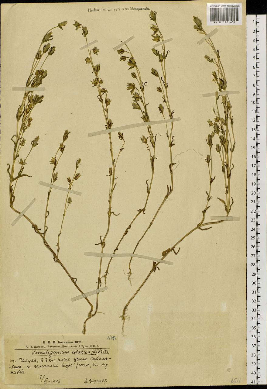 Ломатогониум колесовидный (L.) Fries ex Fern., Сибирь, Алтай и Саяны (S2) (Россия)