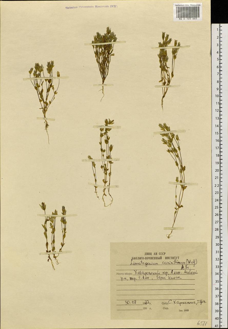 Ломатогониум каринтийский (Wulfen) Rchb., Сибирь, Дальний Восток (S6) (Россия)