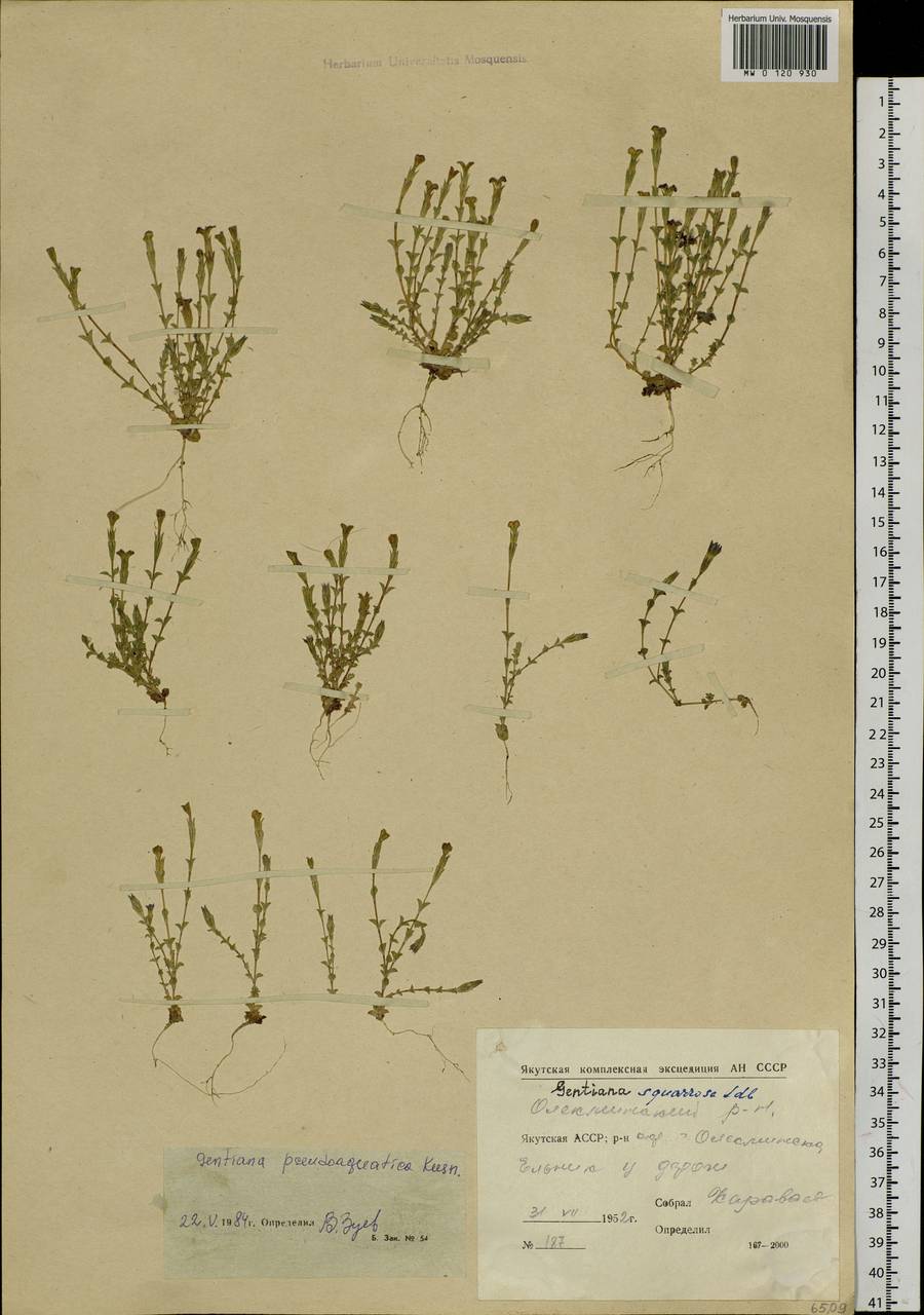 Gentiana aquatica var. pseudoaquatica (Kusn.) S. Agrawal, Сибирь, Якутия (S5) (Россия)