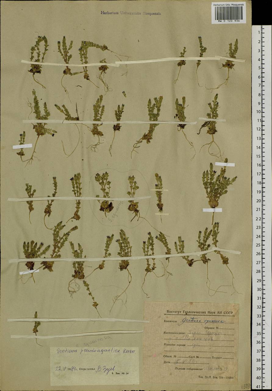 Gentiana aquatica var. pseudoaquatica (Kusn.) S. Agrawal, Сибирь, Прибайкалье и Забайкалье (S4) (Россия)