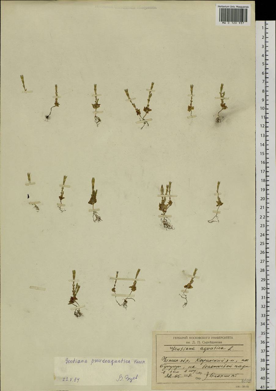 Gentiana aquatica var. pseudoaquatica (Kusn.) S. Agrawal, Сибирь, Прибайкалье и Забайкалье (S4) (Россия)