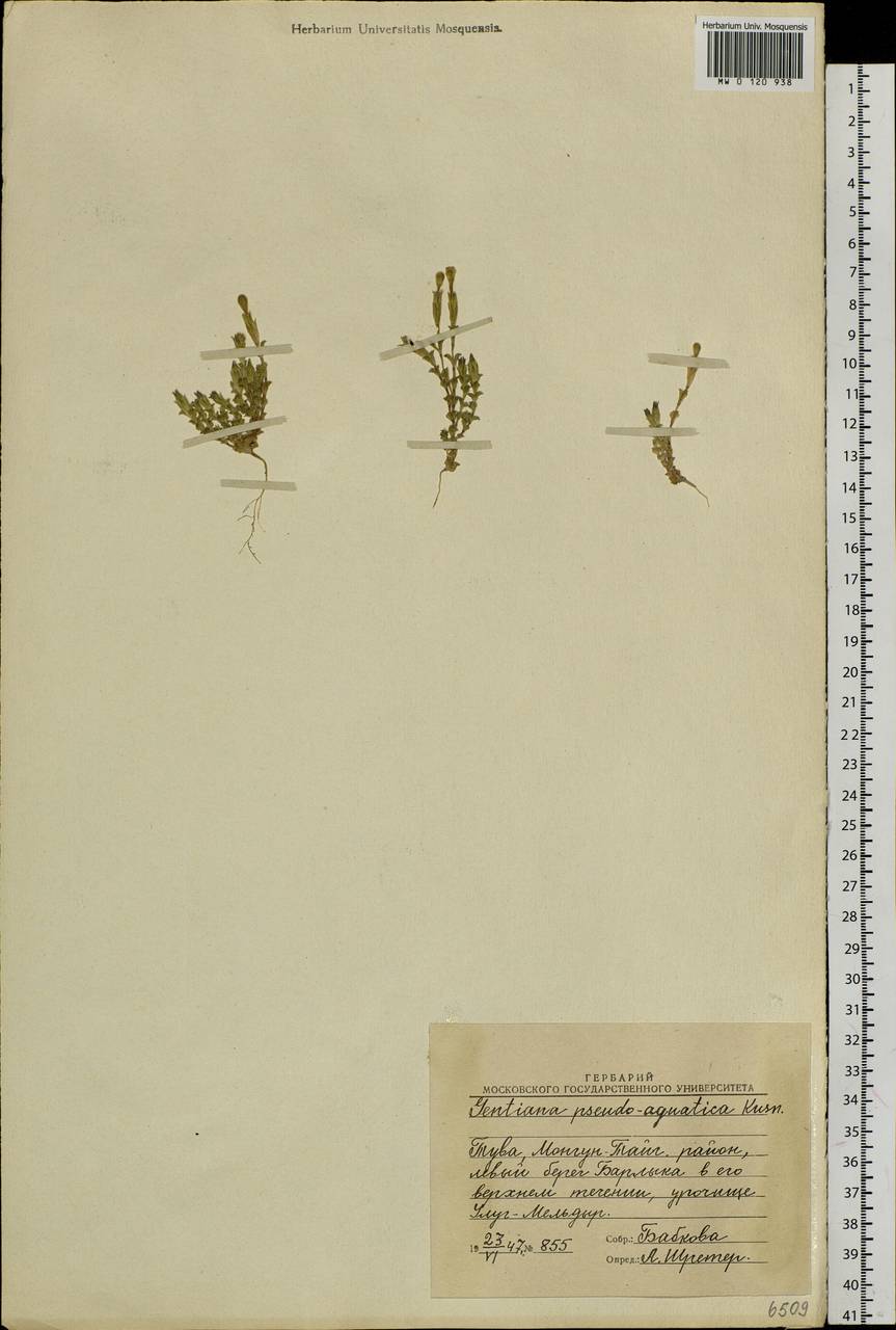 Gentiana aquatica var. pseudoaquatica (Kusn.) S. Agrawal, Сибирь, Алтай и Саяны (S2) (Россия)