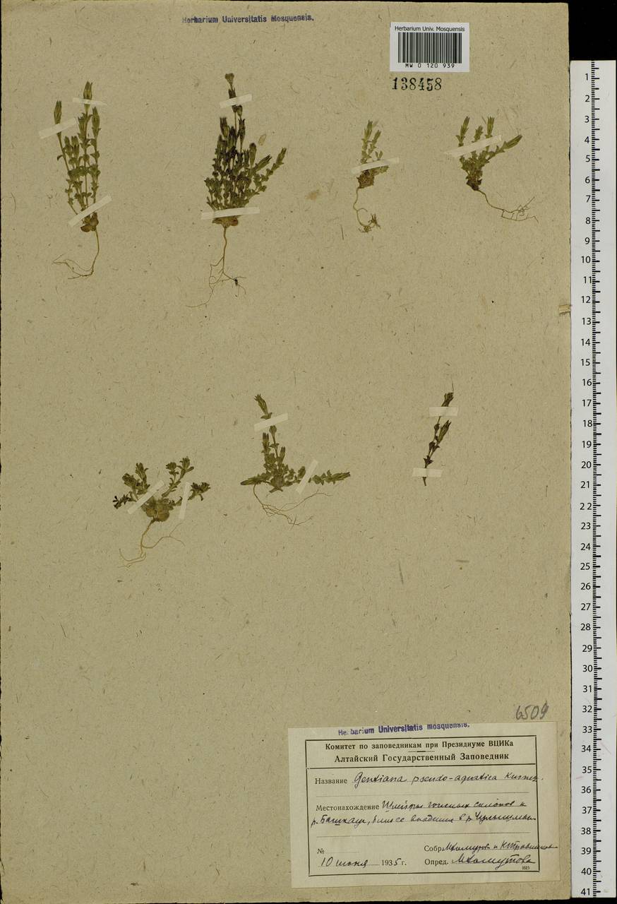 Gentiana aquatica var. pseudoaquatica (Kusn.) S. Agrawal, Сибирь, Алтай и Саяны (S2) (Россия)