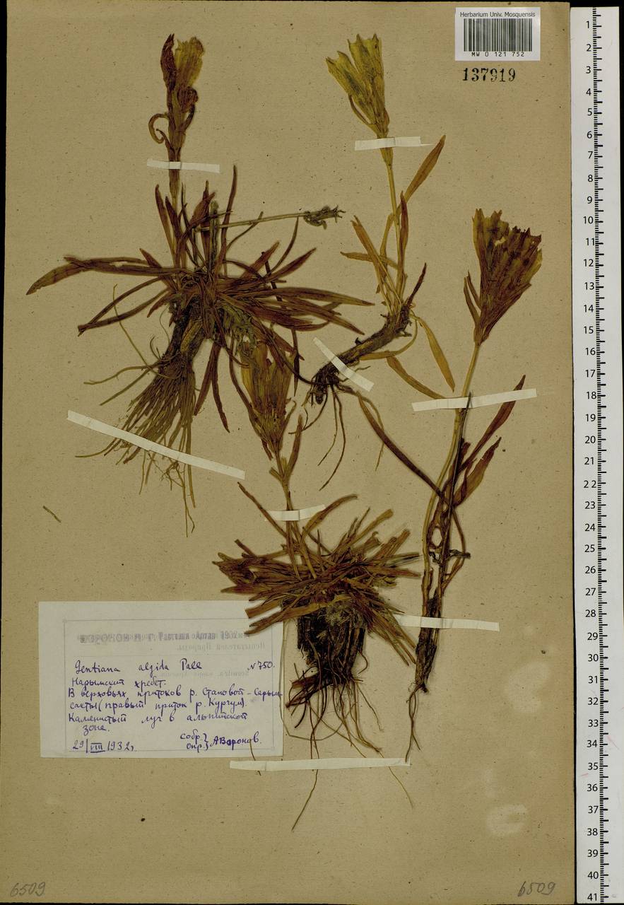 Горечавка холодная Pall., Сибирь, Западный (Казахстанский) Алтай (S2a) (Казахстан)