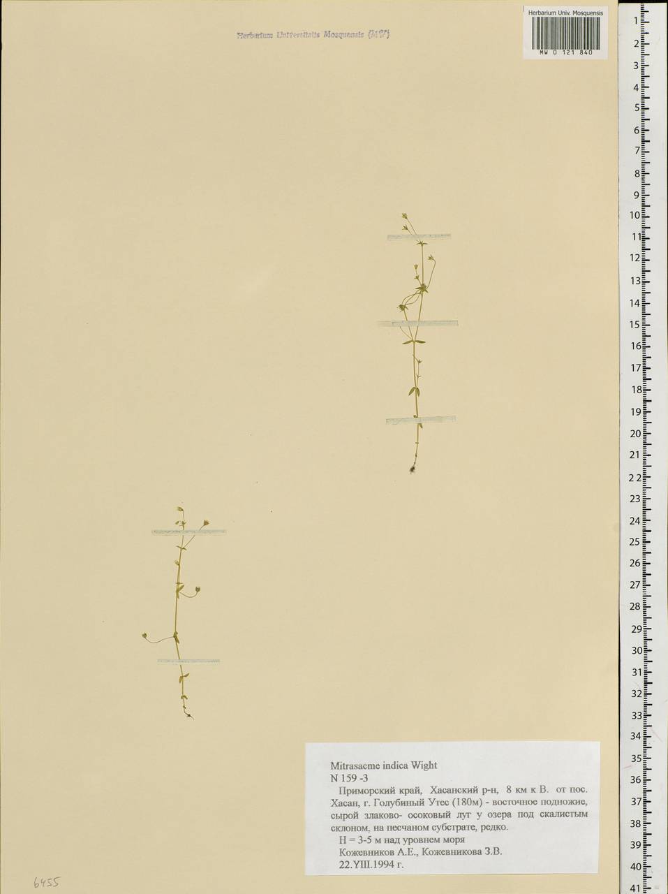 Митрасакма прорастающая R. Br., Сибирь, Дальний Восток (S6) (Россия)