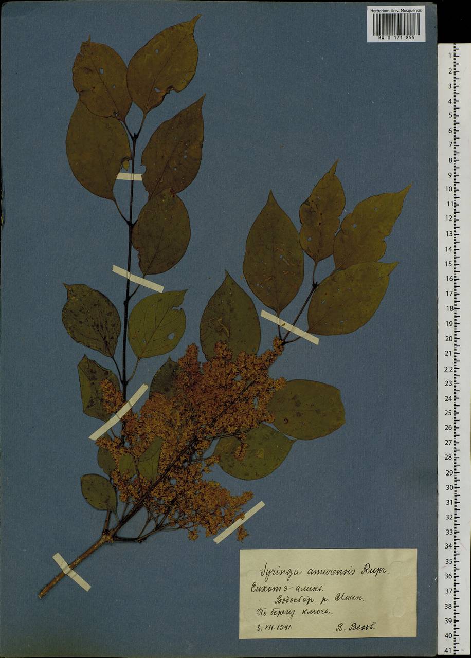 Сирень амурская (Rupr.) P.S.Green & M.C.Chang, Сибирь, Дальний Восток (S6) (Россия)