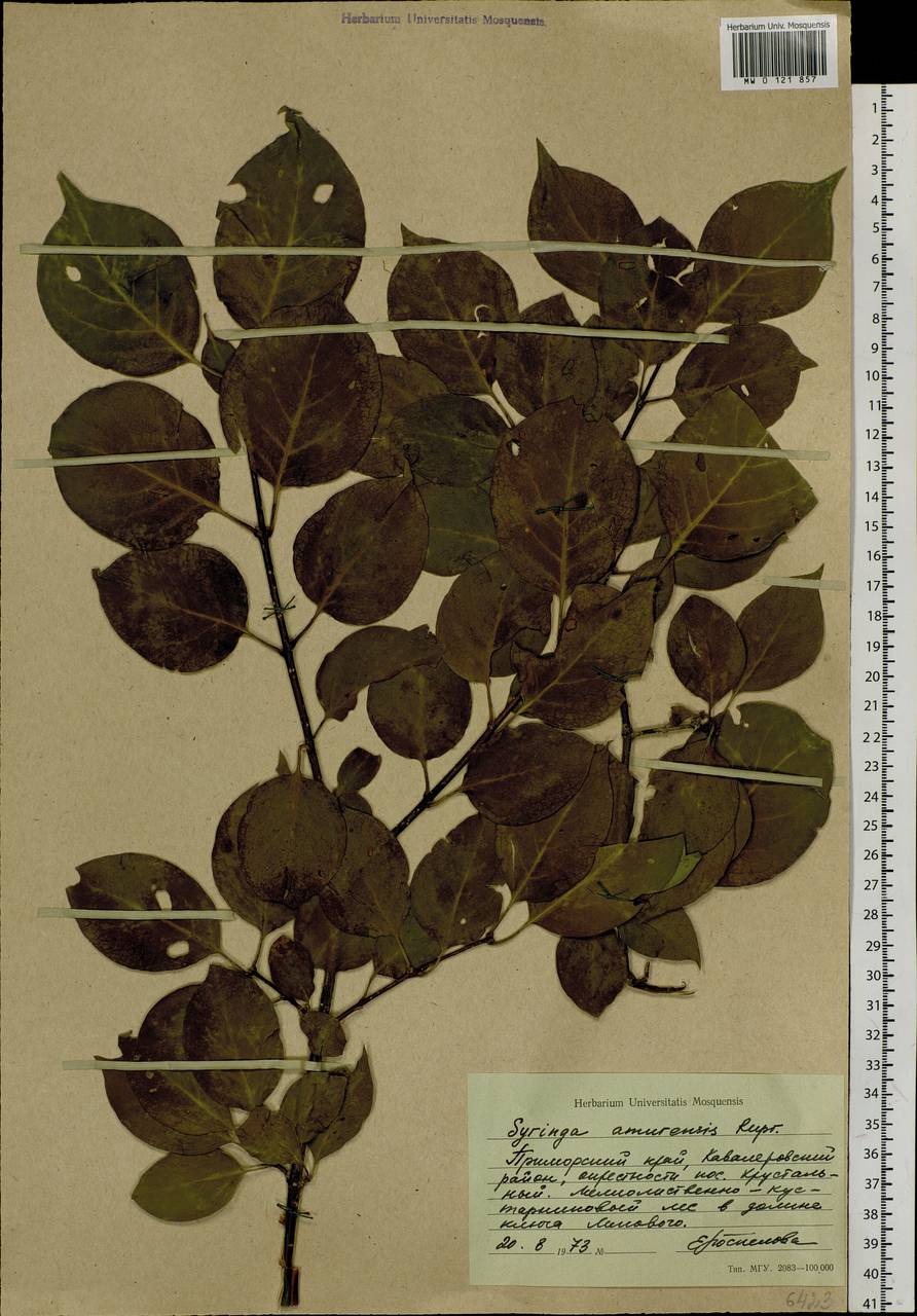 Сирень амурская (Rupr.) P.S.Green & M.C.Chang, Сибирь, Дальний Восток (S6) (Россия)