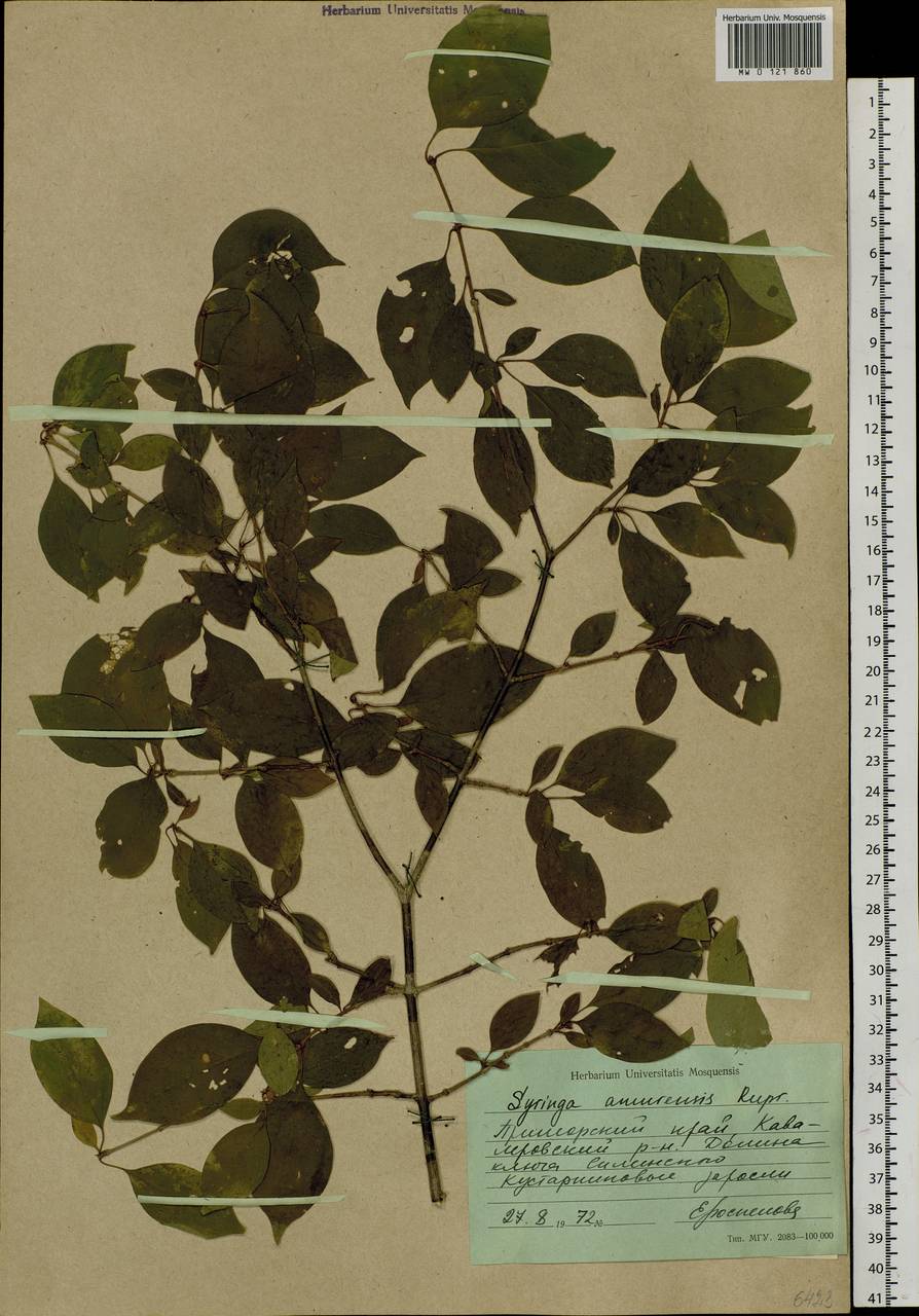 Сирень амурская (Rupr.) P.S.Green & M.C.Chang, Сибирь, Дальний Восток (S6) (Россия)
