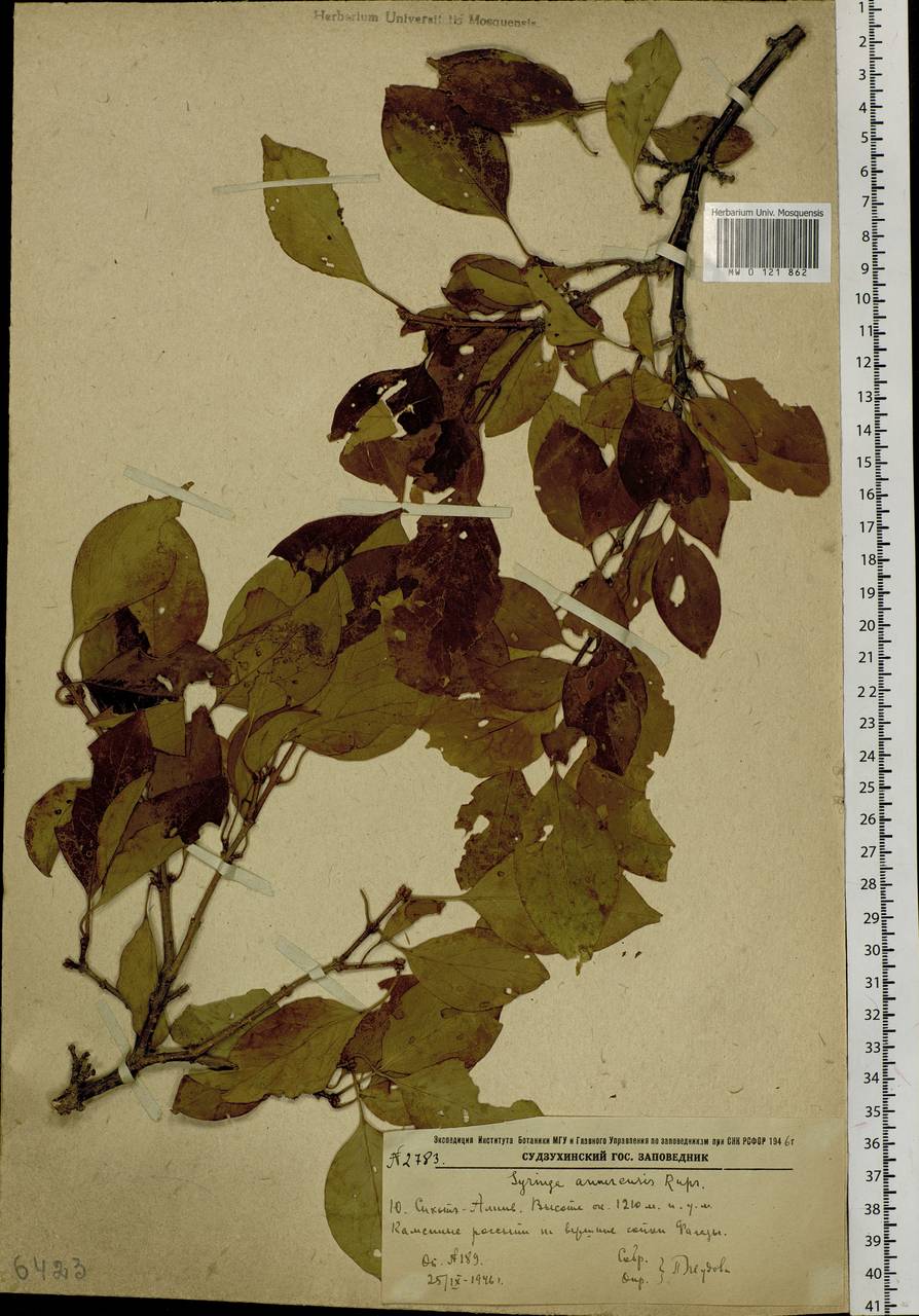 Сирень амурская (Rupr.) P.S.Green & M.C.Chang, Сибирь, Дальний Восток (S6) (Россия)