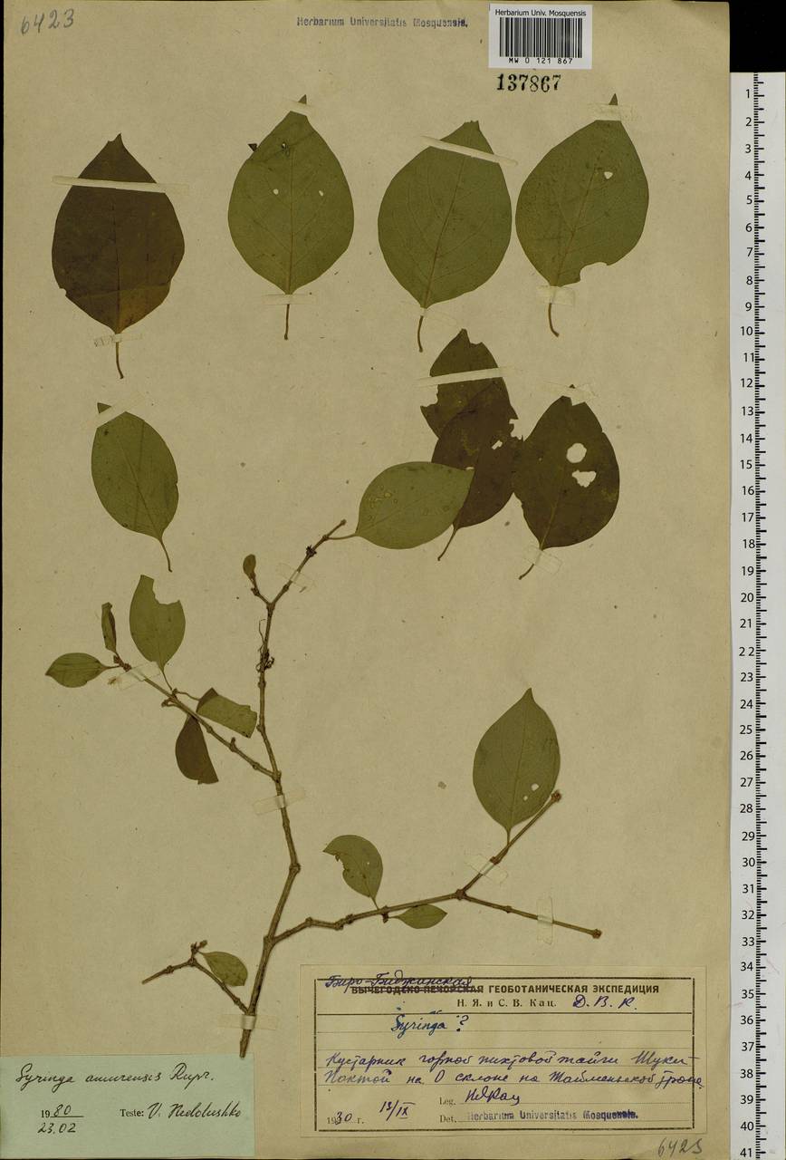 Сирень амурская (Rupr.) P.S.Green & M.C.Chang, Сибирь, Дальний Восток (S6) (Россия)