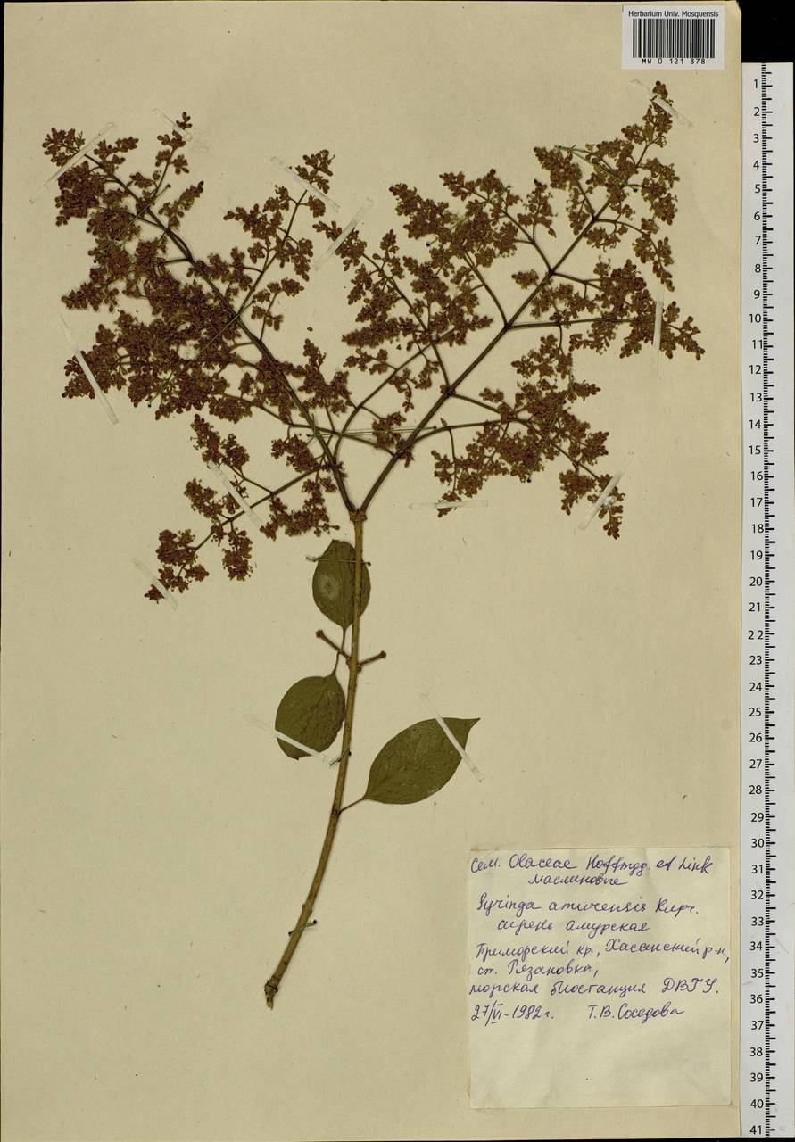 Сирень амурская (Rupr.) P.S.Green & M.C.Chang, Сибирь, Дальний Восток (S6) (Россия)
