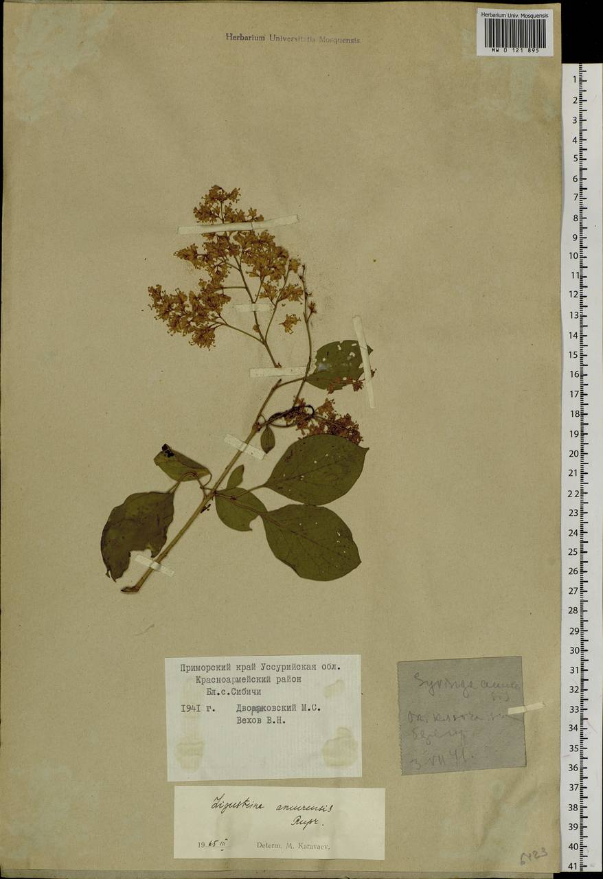 Сирень амурская (Rupr.) P.S.Green & M.C.Chang, Сибирь, Дальний Восток (S6) (Россия)