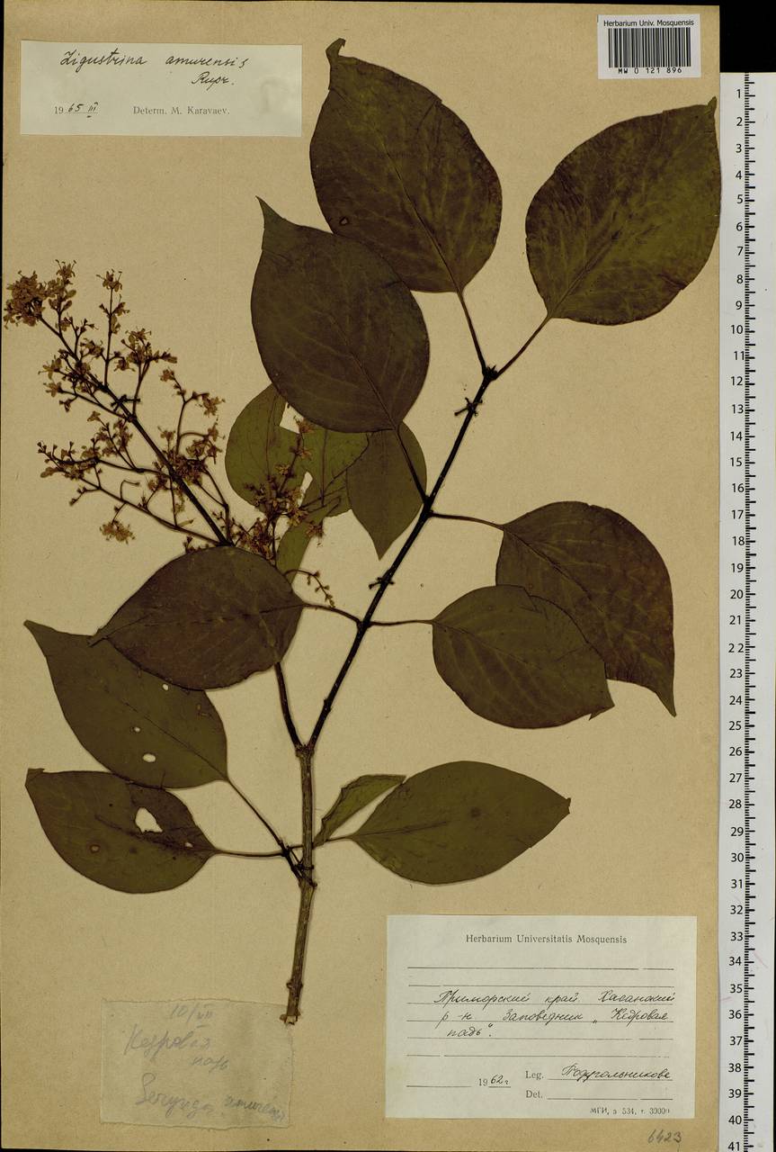 Сирень амурская (Rupr.) P.S.Green & M.C.Chang, Сибирь, Дальний Восток (S6) (Россия)