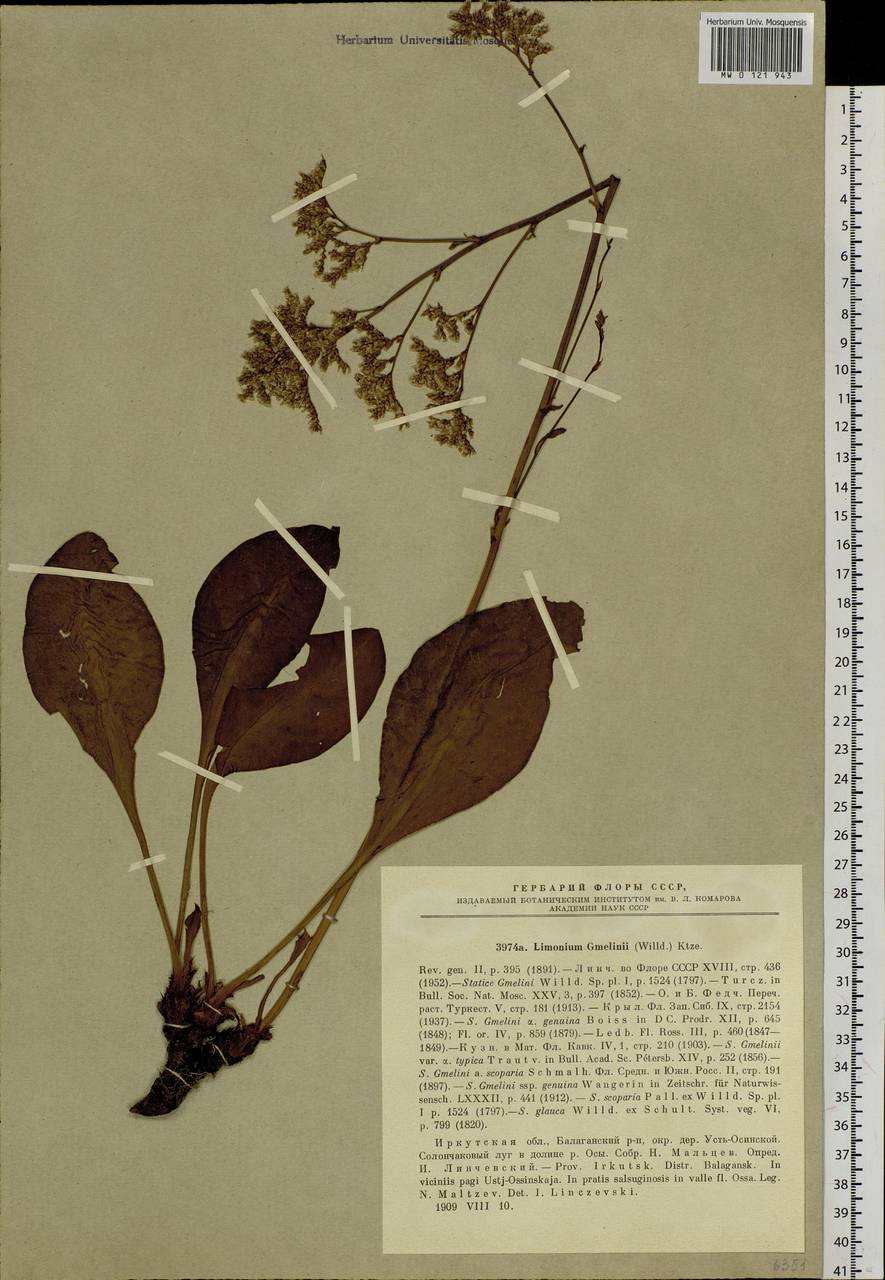 Limonium gmelini (Willd.) Kuntze, Сибирь, Прибайкалье и Забайкалье (S4) (Россия)
