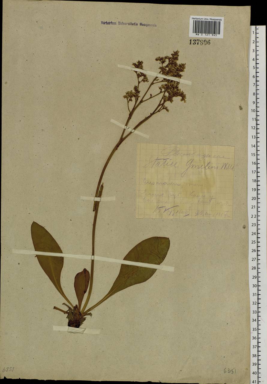 Limonium gmelini (Willd.) Kuntze, Сибирь, Центральная Сибирь (S3) (Россия)
